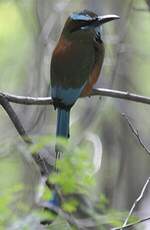 Motmot à sourcils bleus