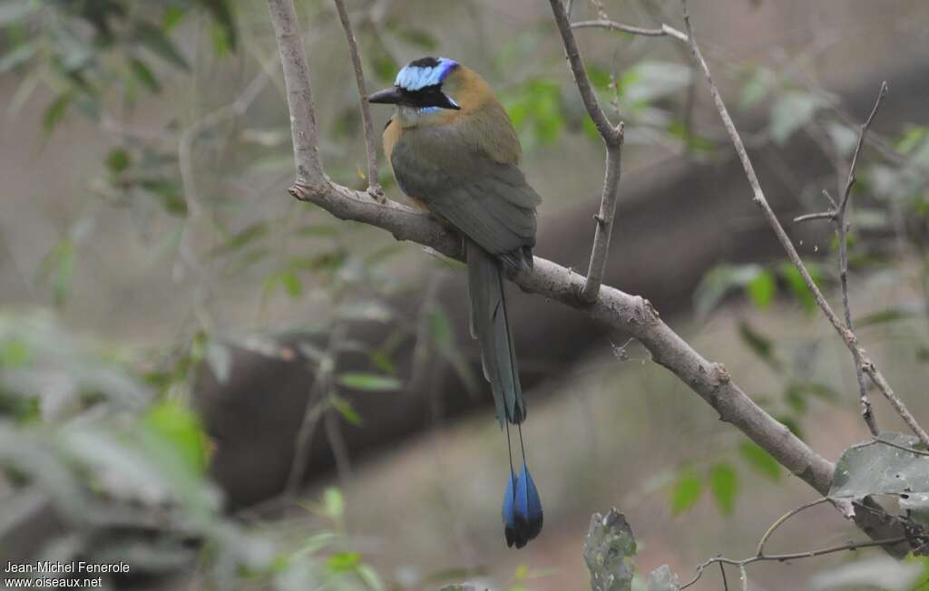 Motmot caraïbeadulte, identification