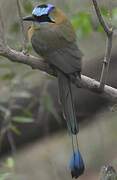 Whooping Motmot