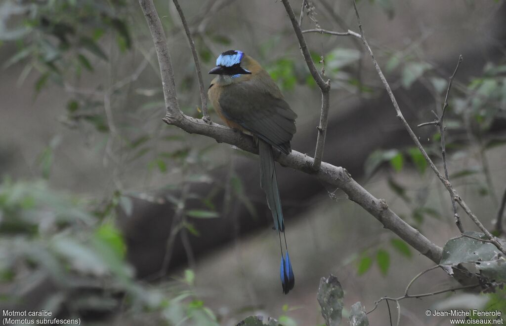 Whooping Motmot