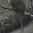 Motmot caraïbe