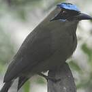Motmot caraïbe