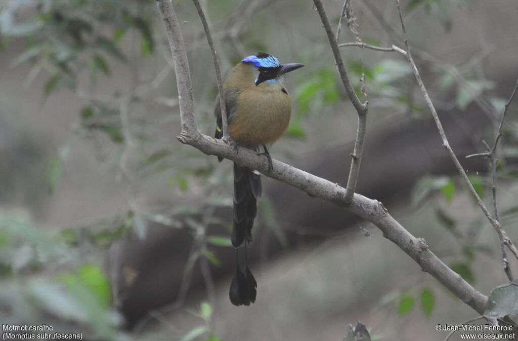 Motmot caraïbe