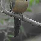 Motmot caraïbe