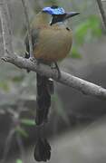 Whooping Motmot