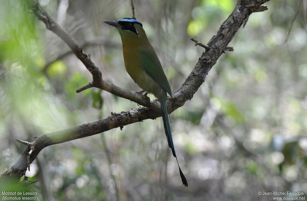 Motmot de Lesson