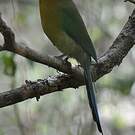 Motmot de Lesson