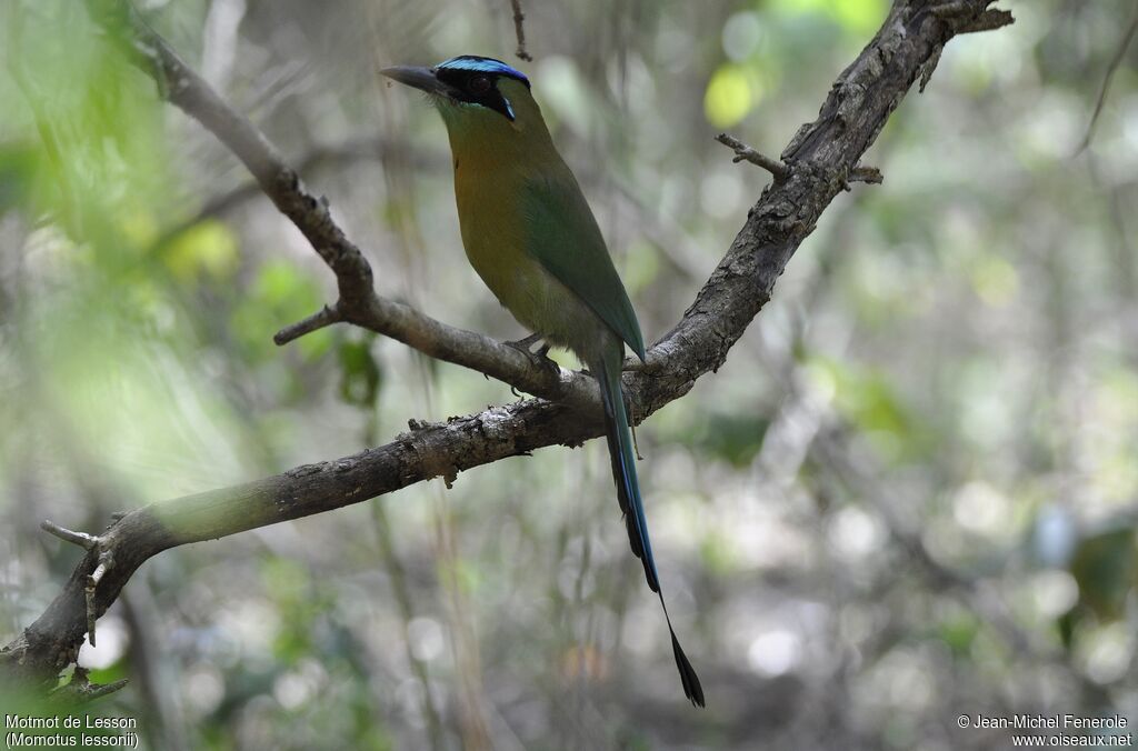 Motmot de Lesson