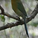 Motmot de Lesson