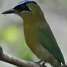 Motmot de Lesson