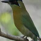 Motmot de Lesson