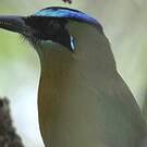 Motmot de Lesson