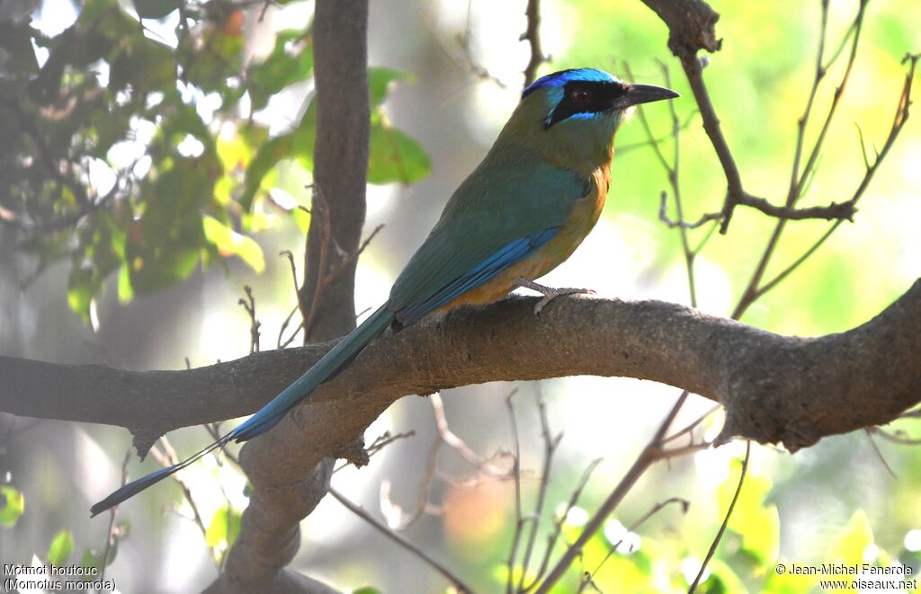 Motmot houtouc