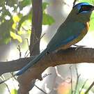 Motmot houtouc