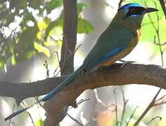 Amazonian Motmot