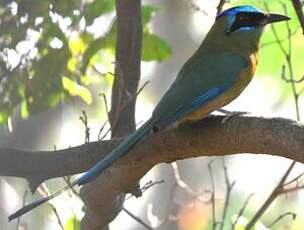 Motmot houtouc