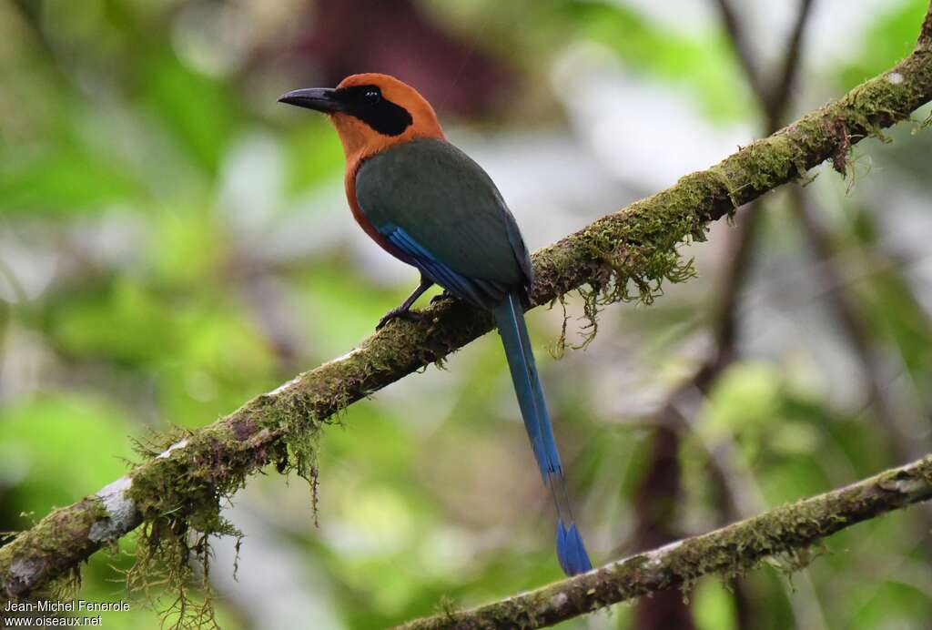 Rufous Motmotadult, pigmentation