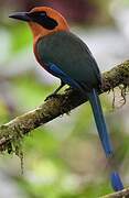 Rufous Motmot