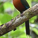 Motmot roux