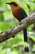 Rufous Motmot