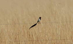 Moucherolle à queue large