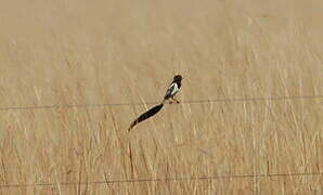 Strange-tailed Tyrant