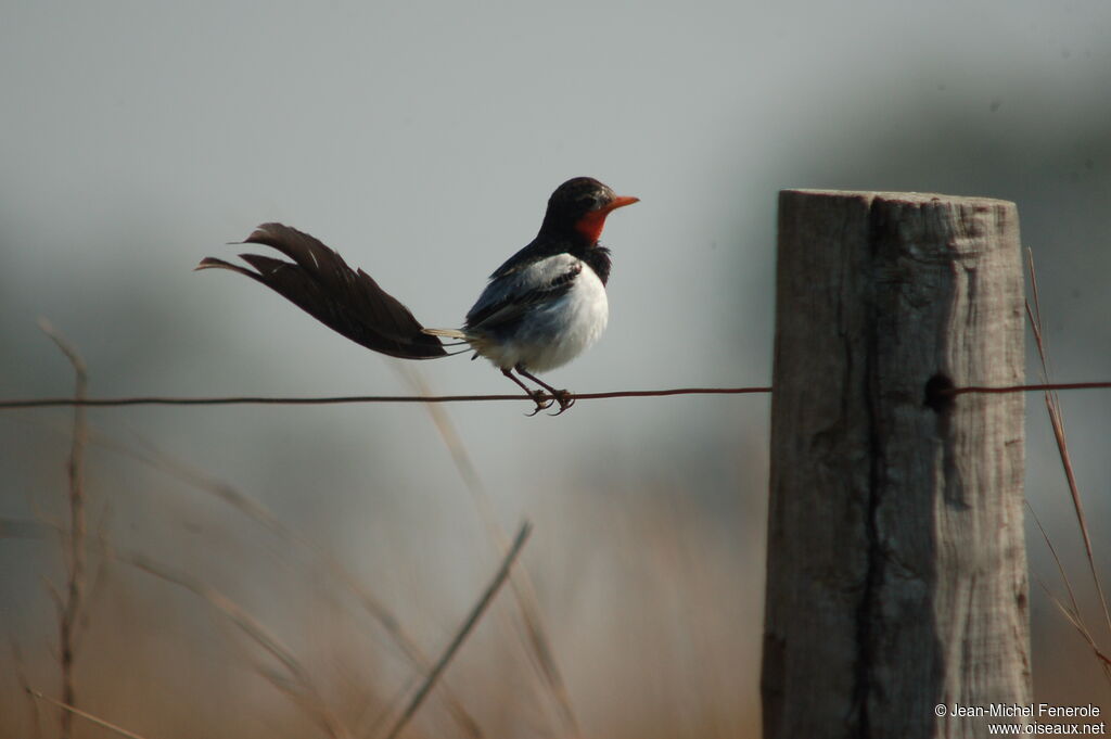 Strange-tailed Tyrant male adult breeding