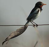 Moucherolle à queue large