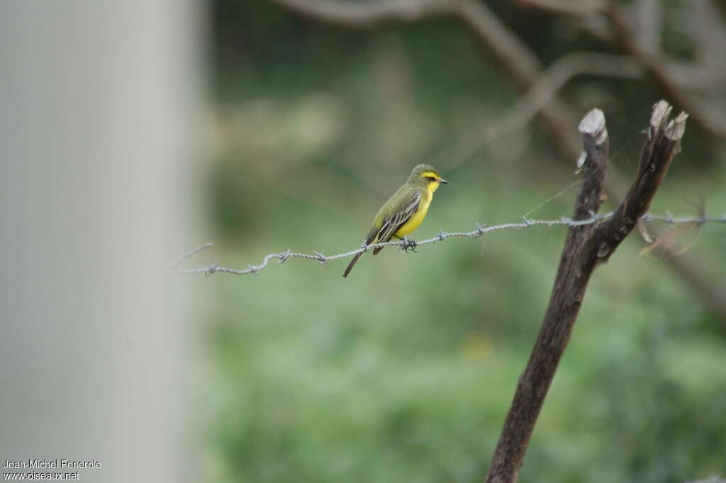 Yellow-browed Tyrantadult