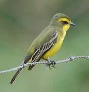 Yellow-browed Tyrant