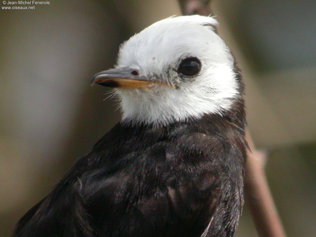 White-headed Marsh Tyrant