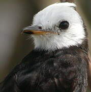 White-headed Marsh Tyrant