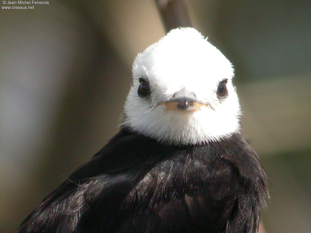 White-headed Marsh Tyrant