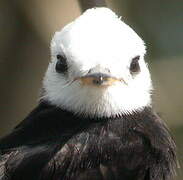 White-headed Marsh Tyrant