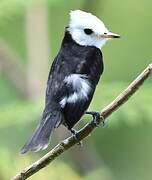 White-headed Marsh Tyrant