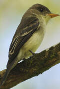 Northern Tropical Pewee