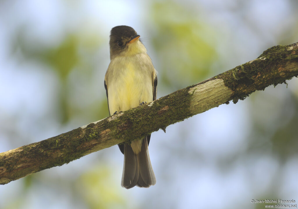 Northern Tropical Pewee