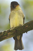 Northern Tropical Pewee