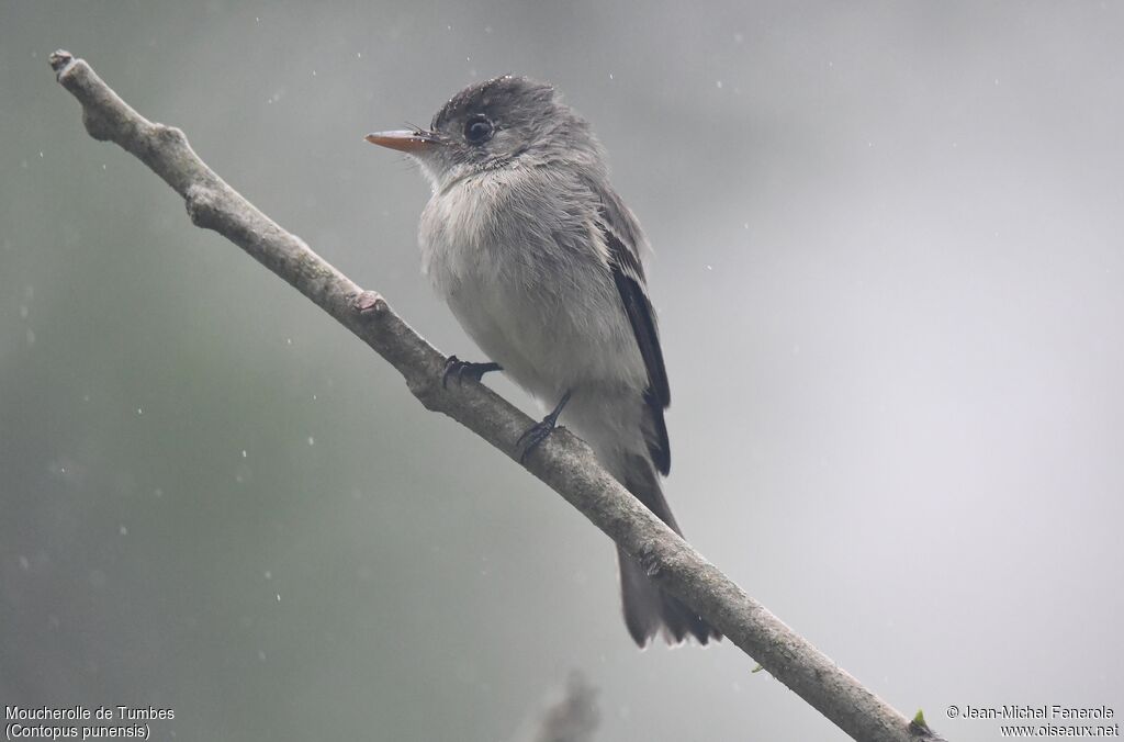 Tumbes Pewee