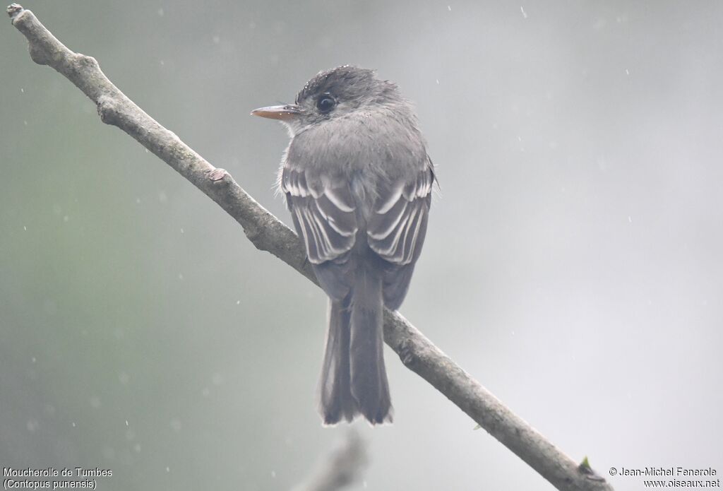 Tumbes Pewee