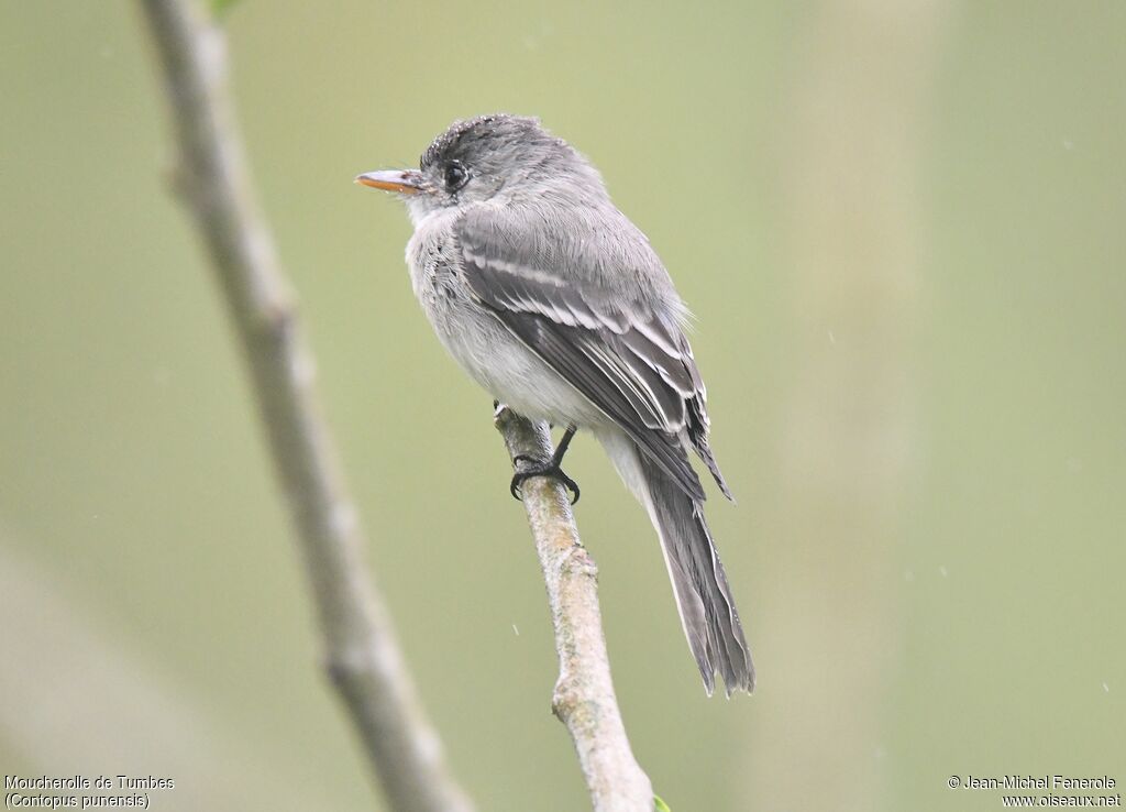 Tumbes Pewee