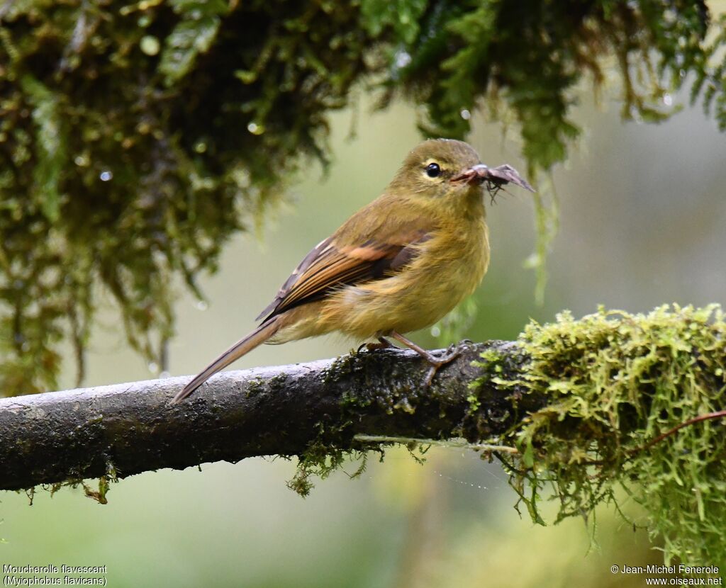 Flavescent Flycatcher