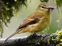 Moucherolle flavescent