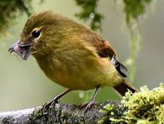 Flavescent Flycatcher