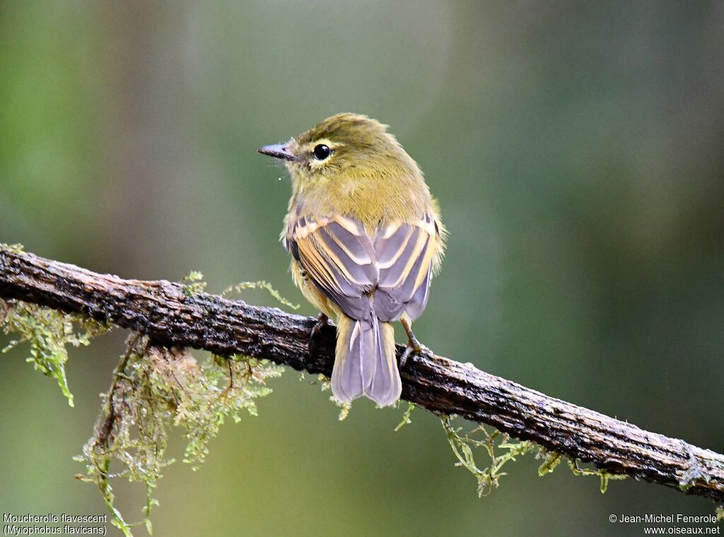 Flavescent Flycatcher