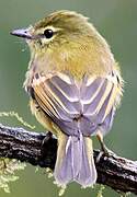 Flavescent Flycatcher