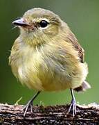 Flavescent Flycatcher