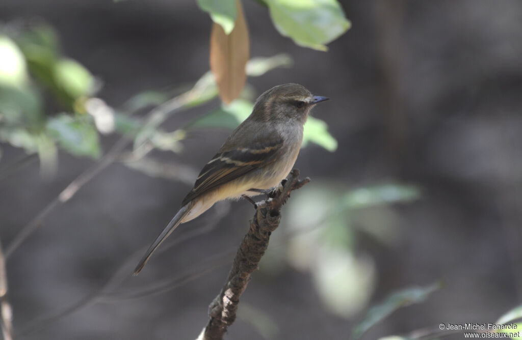 Fuscous Flycatcher