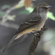 Fuscous Flycatcher