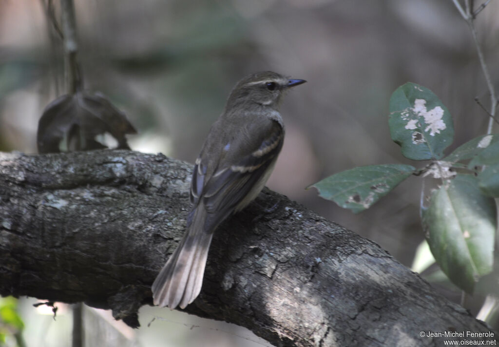 Fuscous Flycatcher